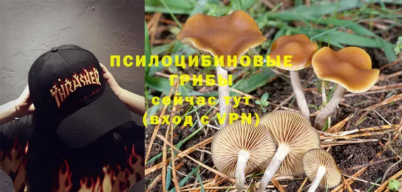 Галлюциногенные грибы MAGIC MUSHROOMS  где найти наркотики  Болхов 